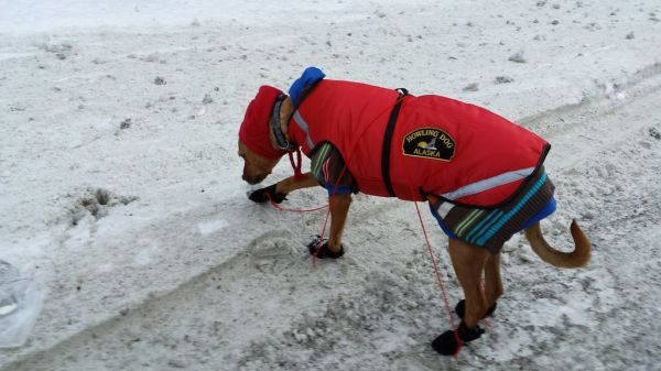 Dogs in a Sweater
